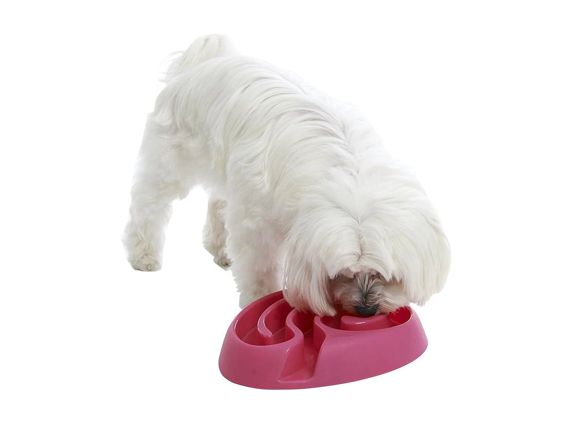 BUSTER DOGMAZE PINK