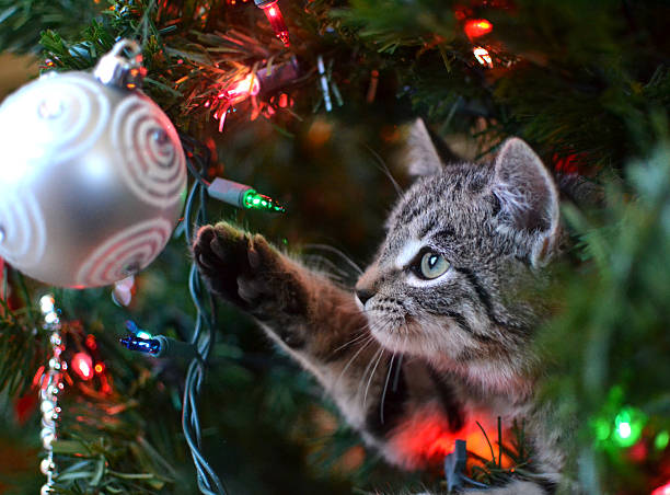 Keeping your cat safe during the festive period