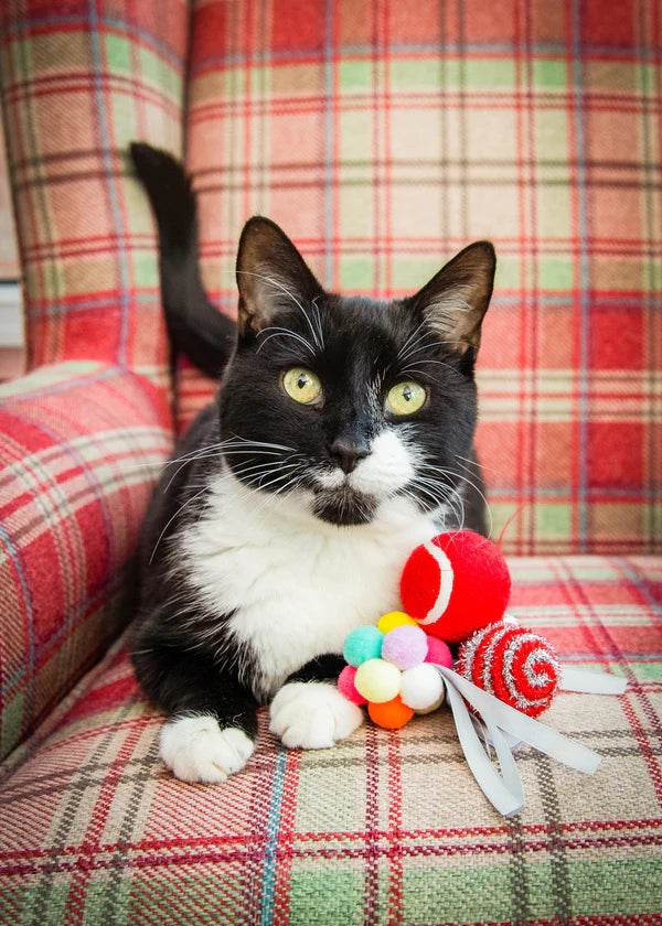 CUPID AND COMET FESTIVE BALL GIFT BOX FOR CATS
