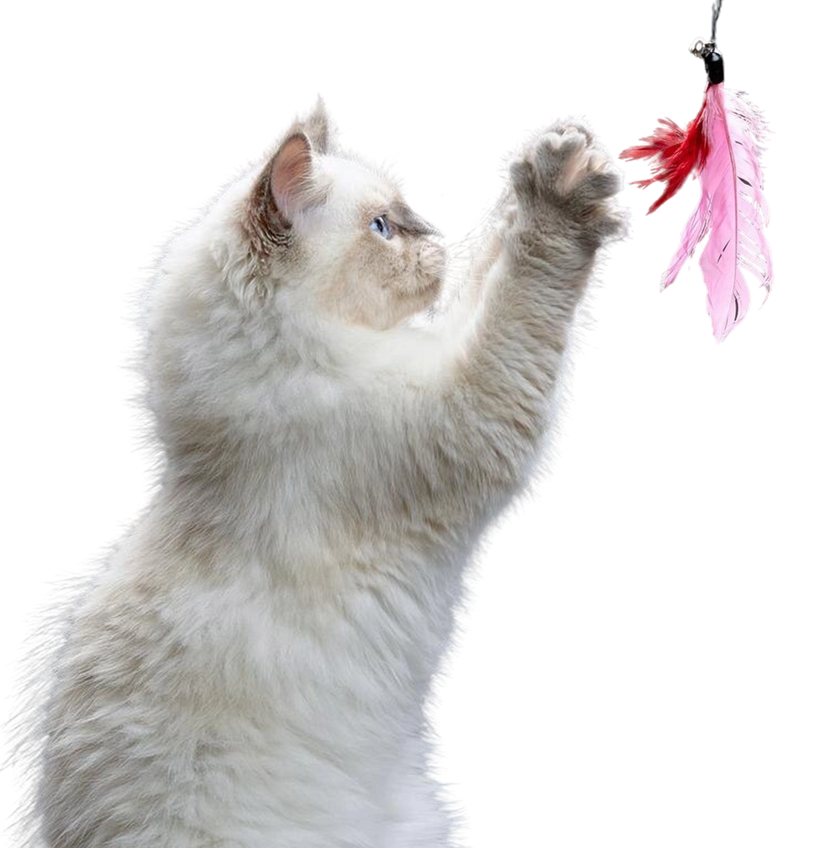 Discover our exclusive collection of vet approved pet products!