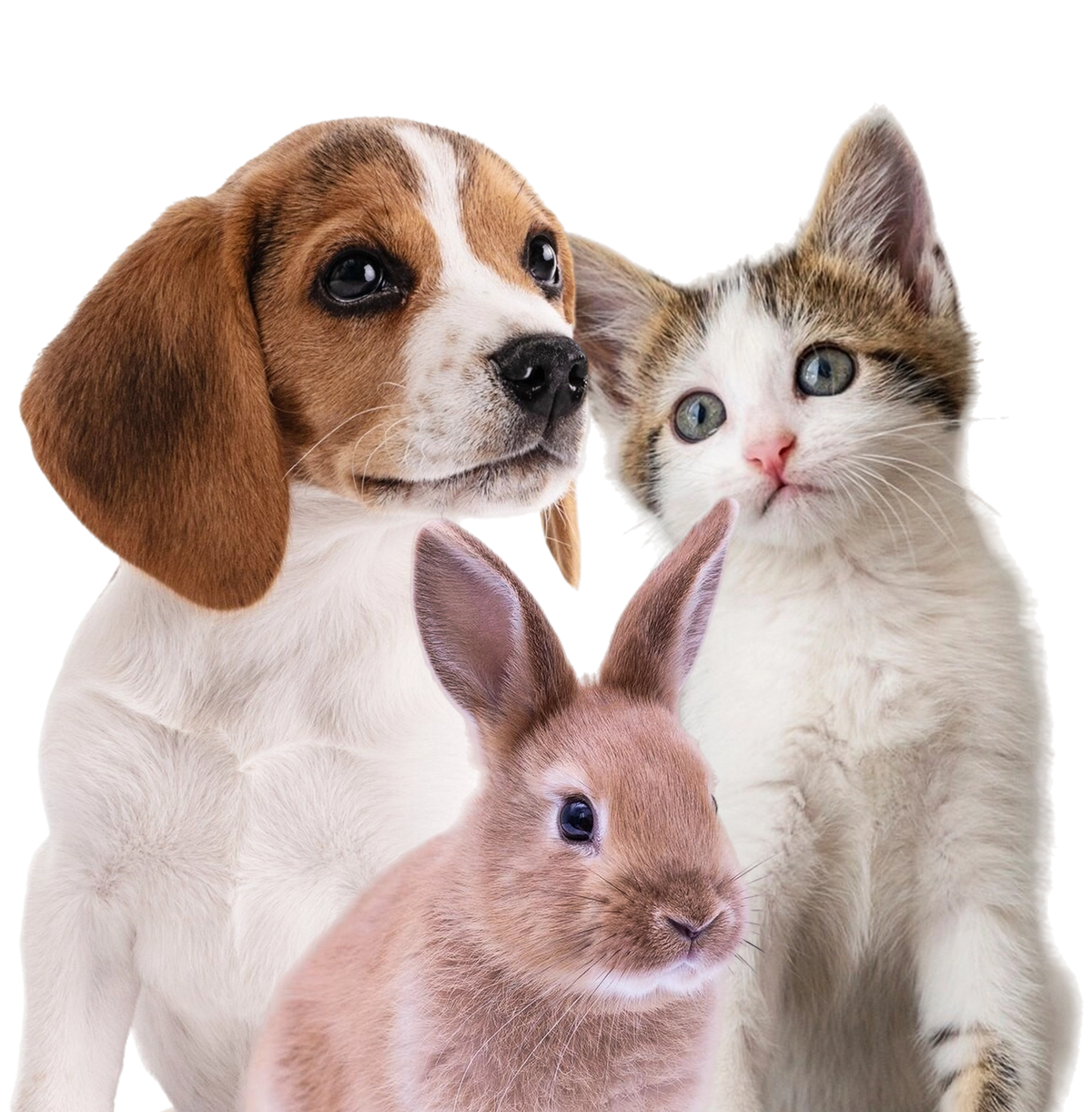 Discover our exclusive collection of vet approved pet products!