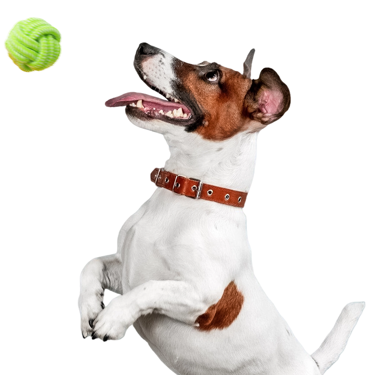 Discover our exclusive collection of vet approved pet products!