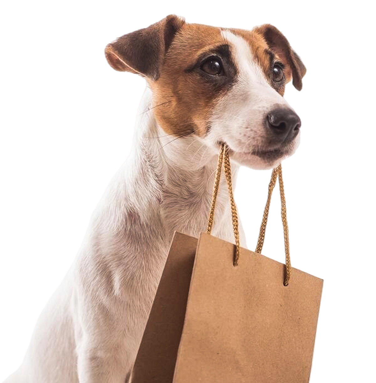 Discover our exclusive collection of premium pet products!